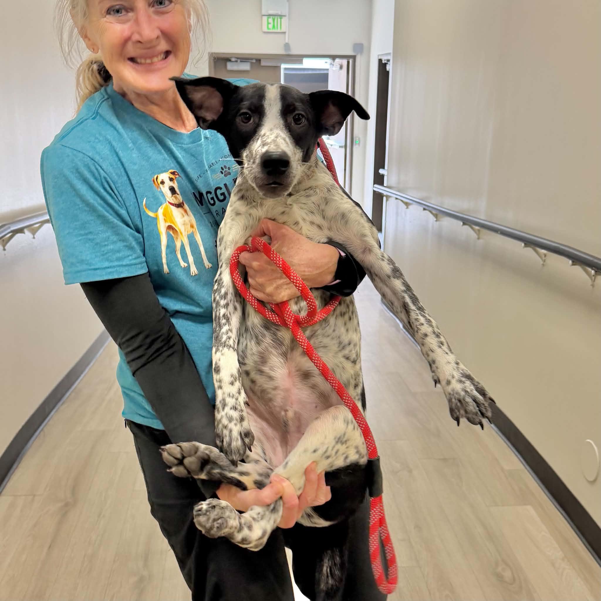 Enlarge Cooper, a Adoptable mixed breed in Boulder, CO image 5/6