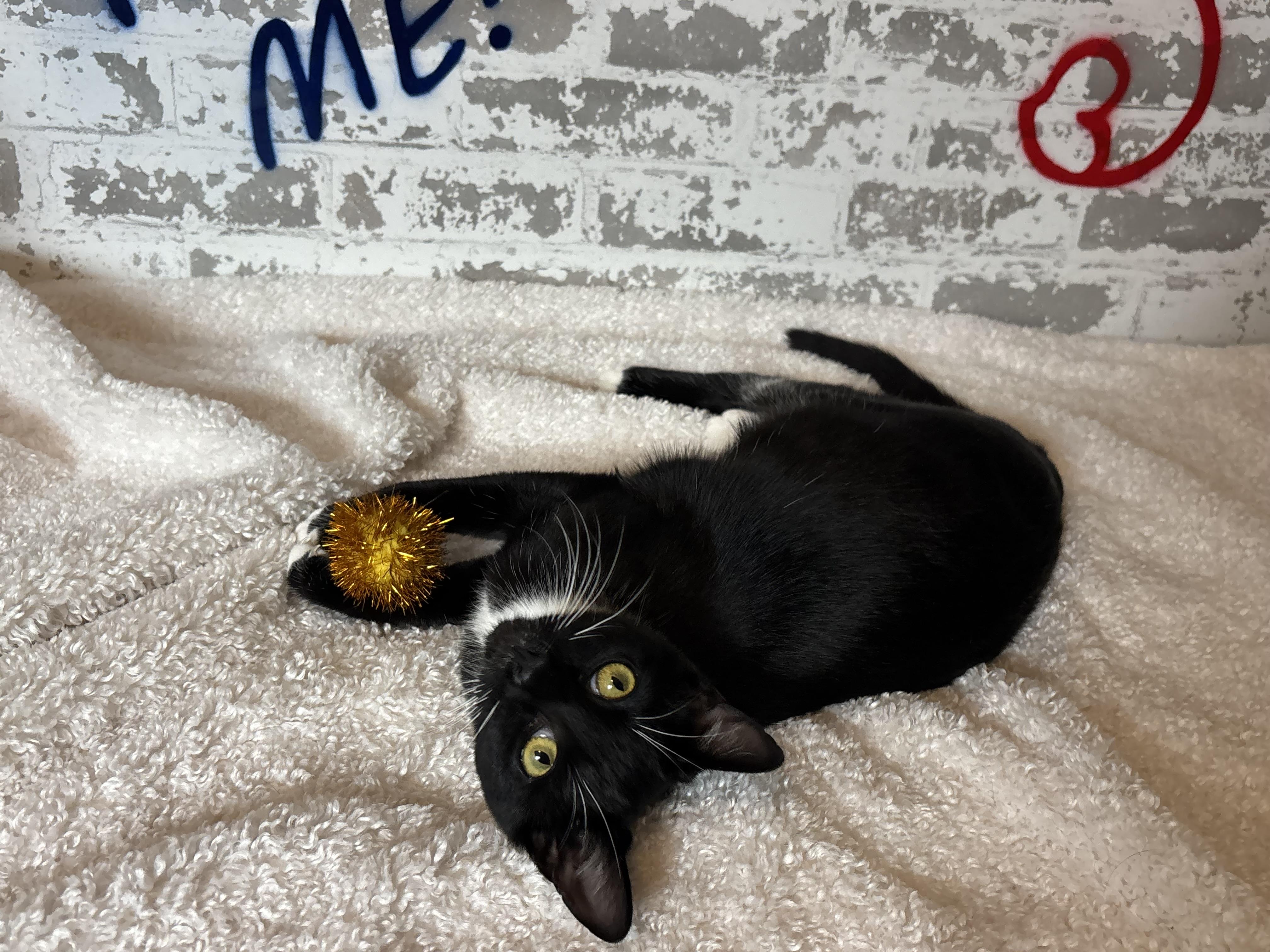 Enlarge Fiyero, a ADOPTABLE Domestic Short Hair in queen creek, AZ image 4/4