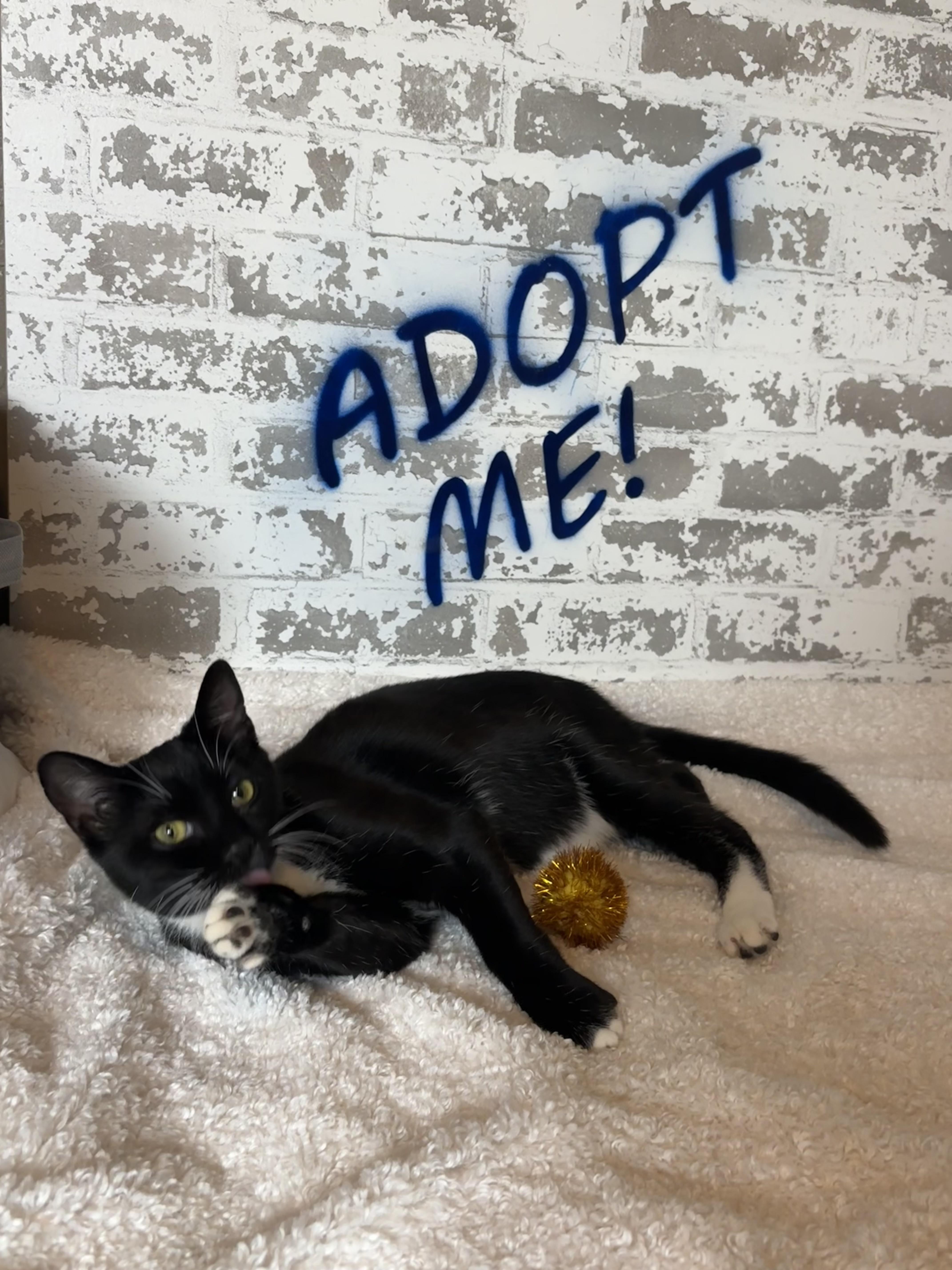 Enlarge Fiyero, a ADOPTABLE Domestic Short Hair in queen creek, AZ image 2/4