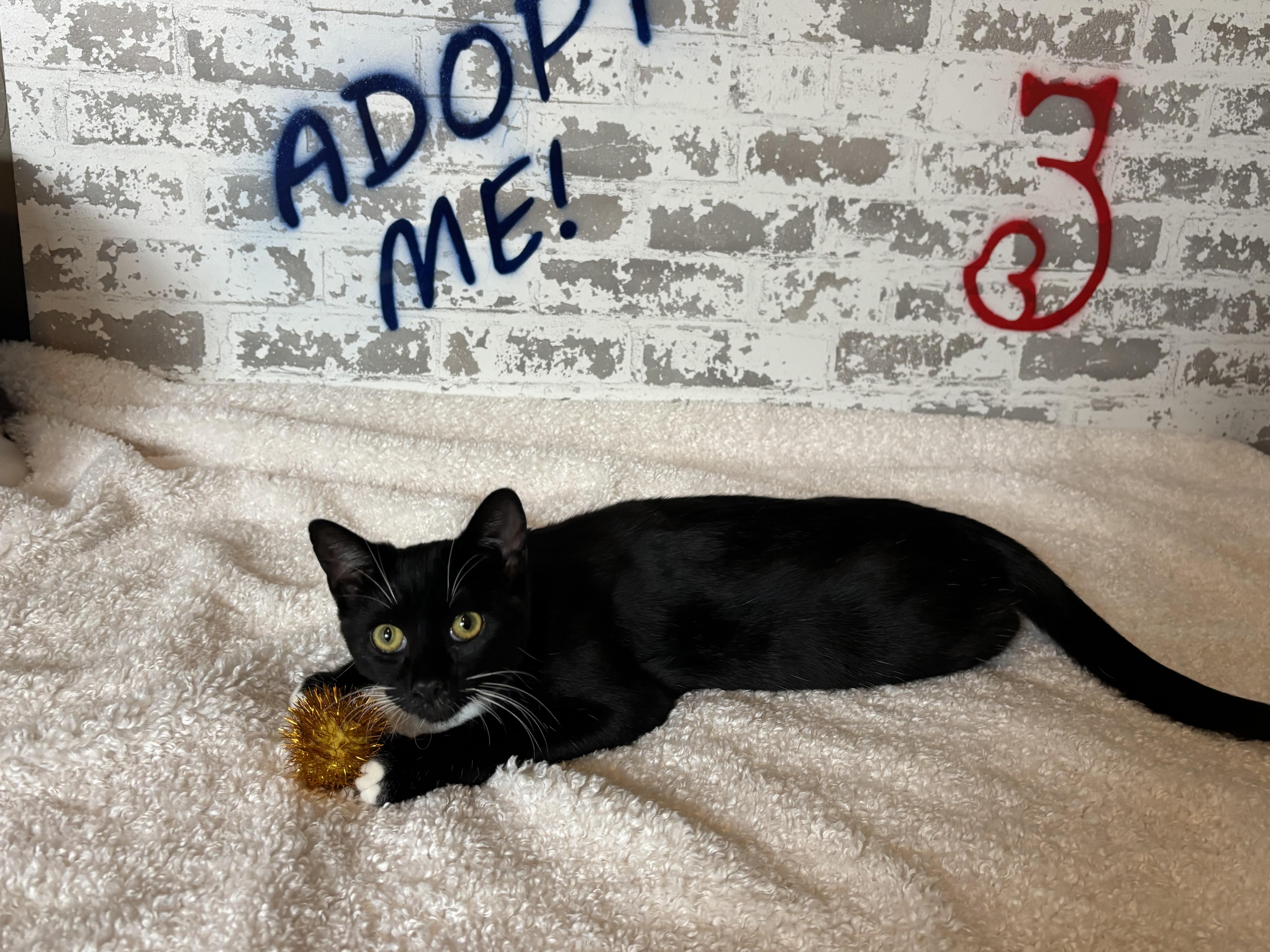 Enlarge Fiyero, a ADOPTABLE Domestic Short Hair in queen creek, AZ image 3/4