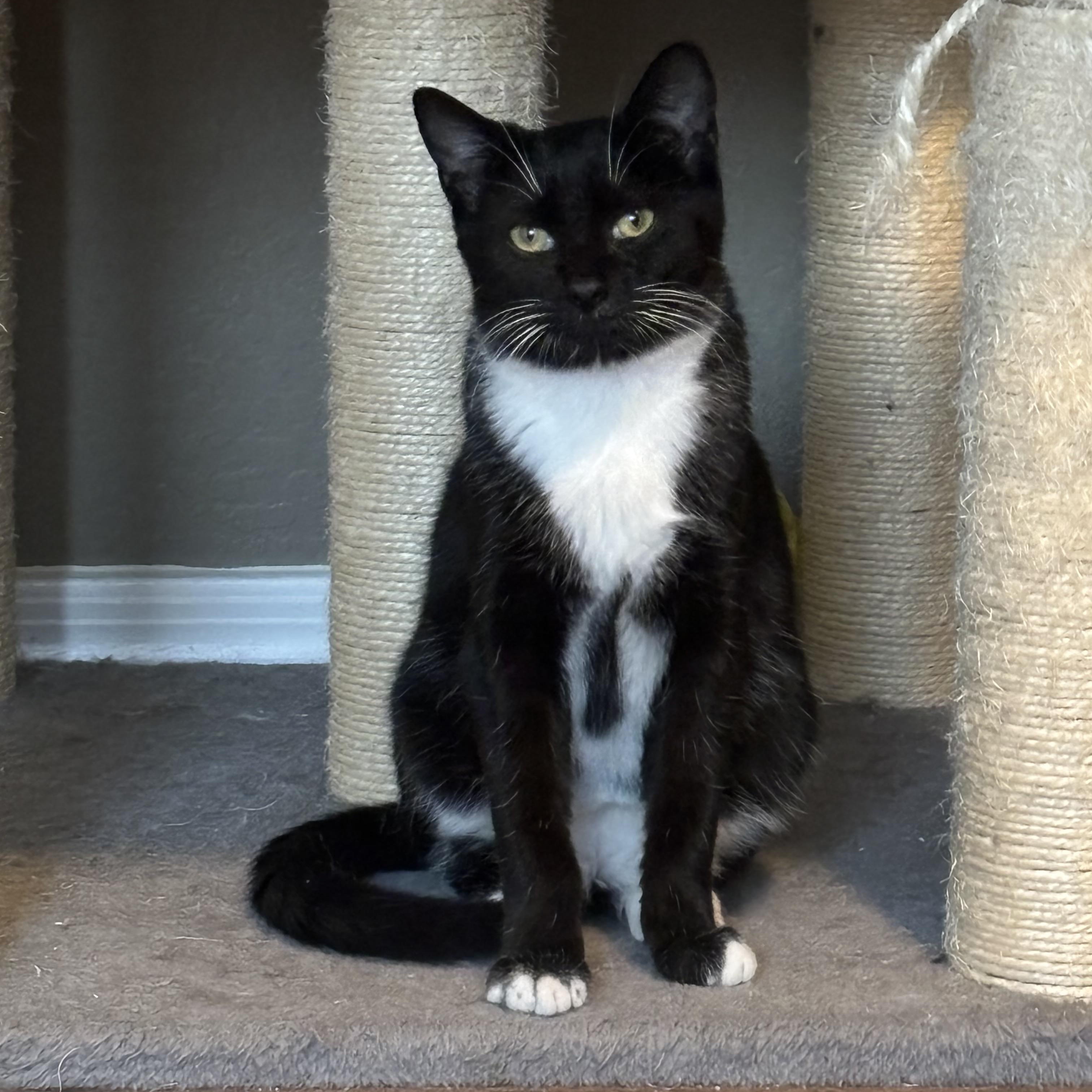 Enlarge Fiyero, a ADOPTABLE Domestic Short Hair in queen creek, AZ image 1/4