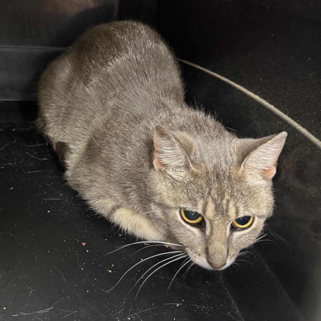 Precious, Adoptable, Young Female Domestic Short Hair & Domestic Short Hair.