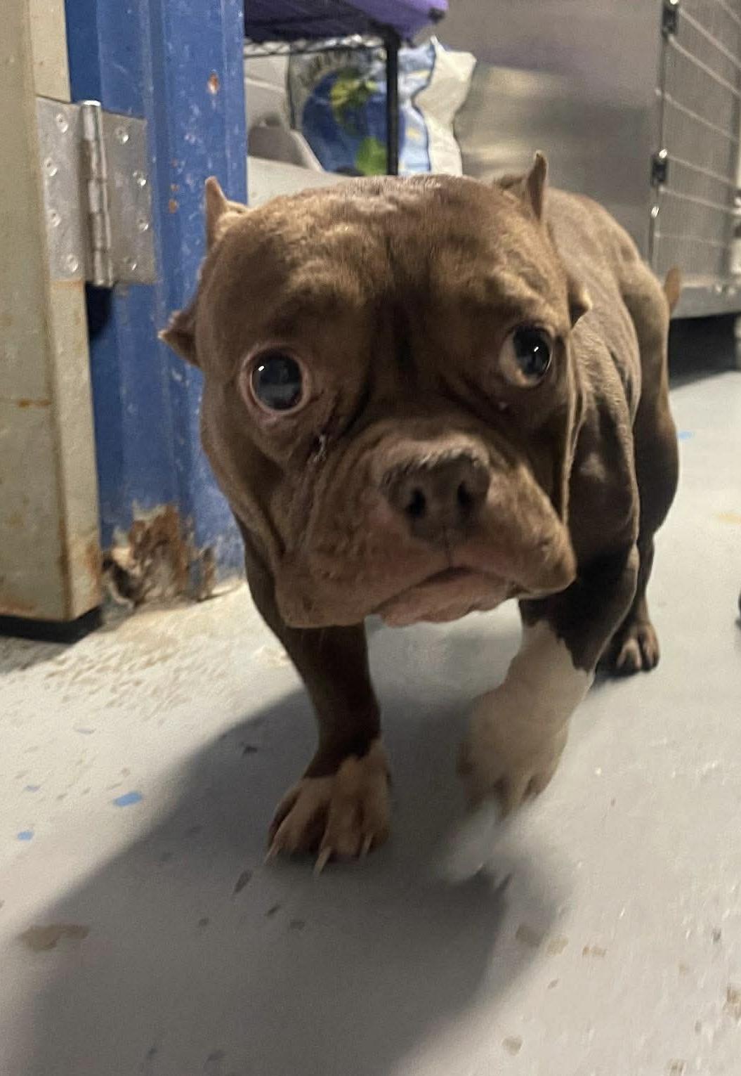 Juliet, ADOPTABLE, Young Female Pit Bull Terrier.