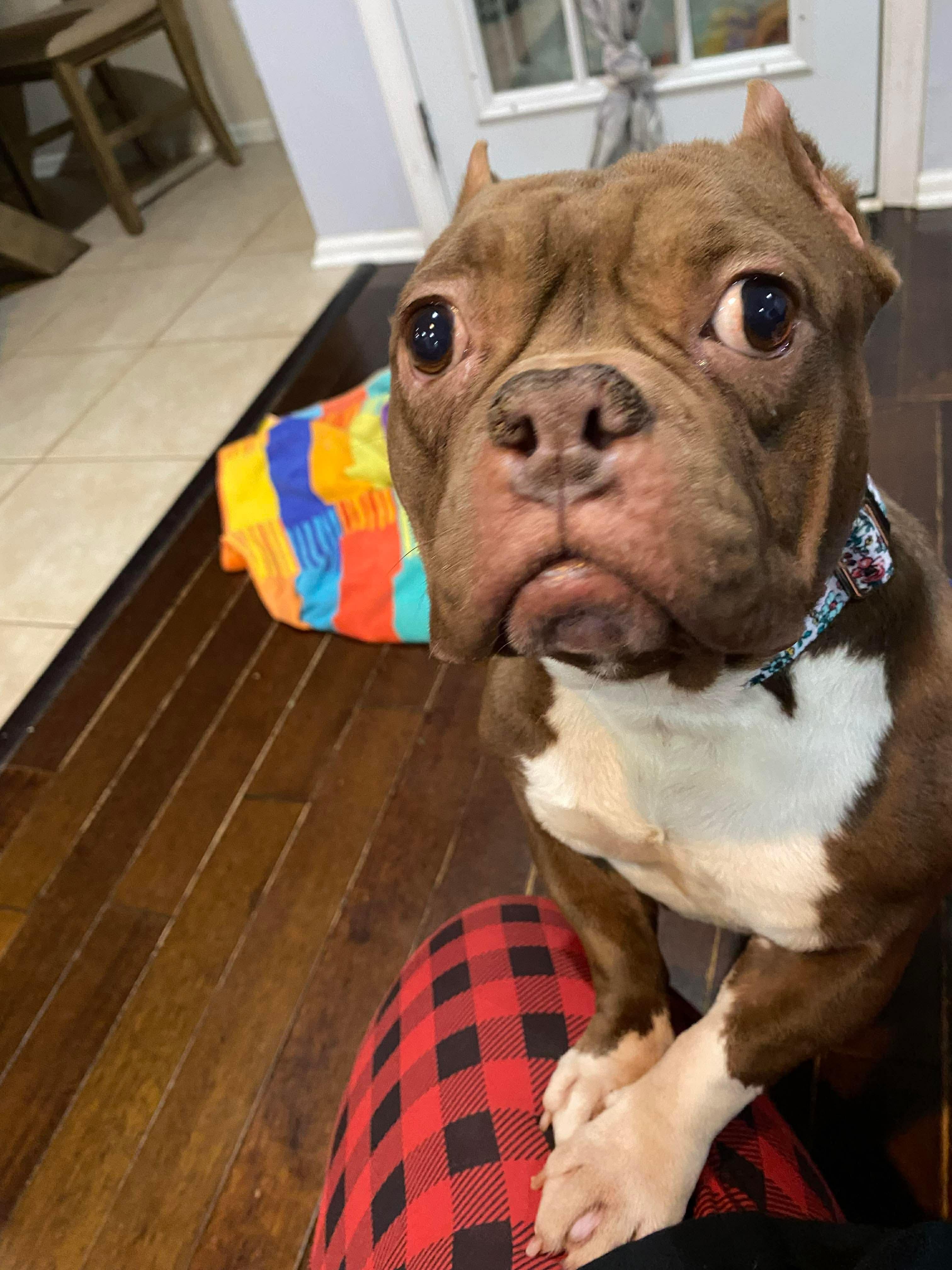 Enlarge Juliet, a ADOPTABLE mixed breed in Jackson , NJ image 2/3