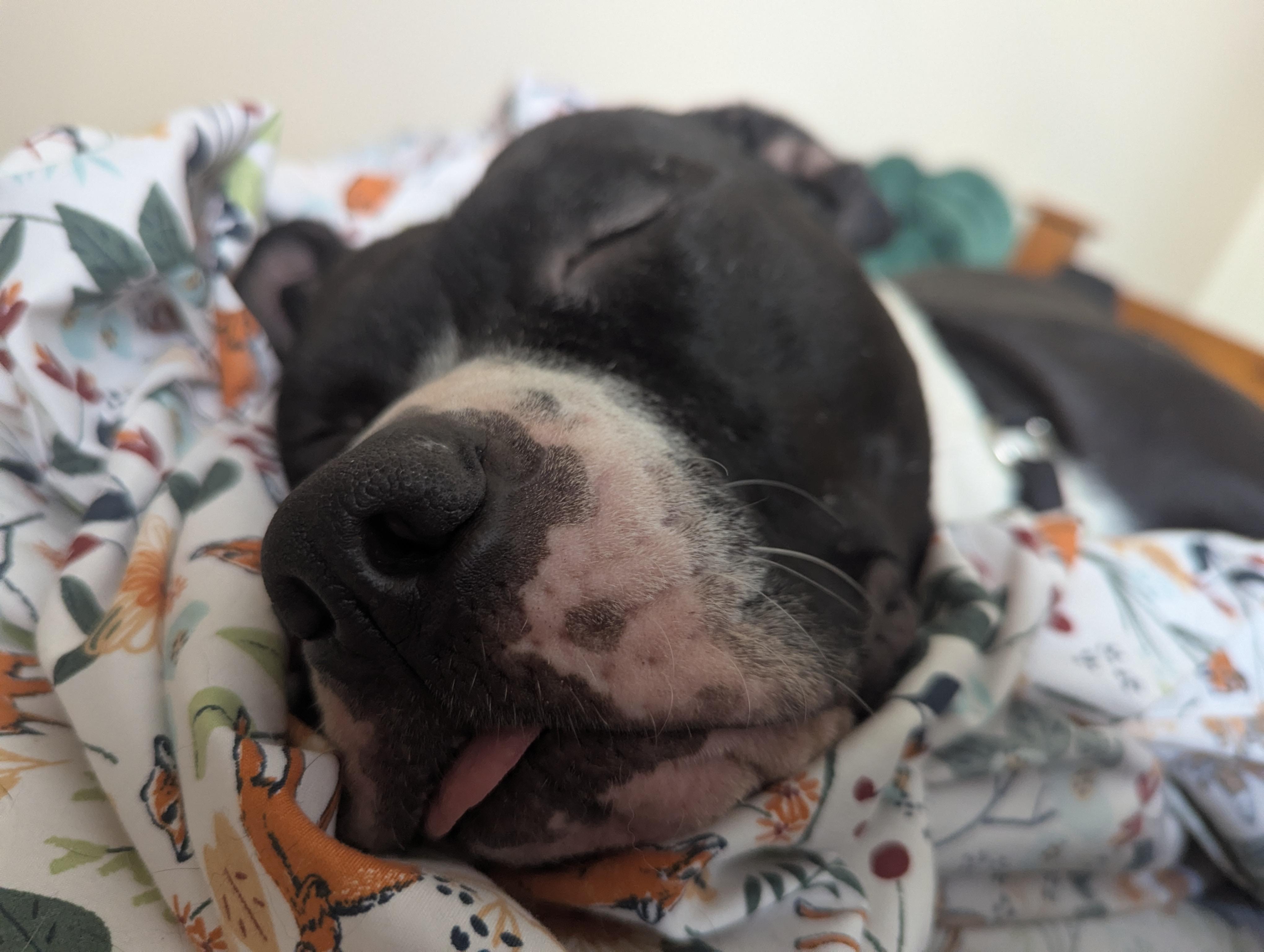 Enlarge Oreo - (NJ) Energetic Cuddlebug, a Adoptable Pit Bull Terrier in Clifton , NJ image 5/6