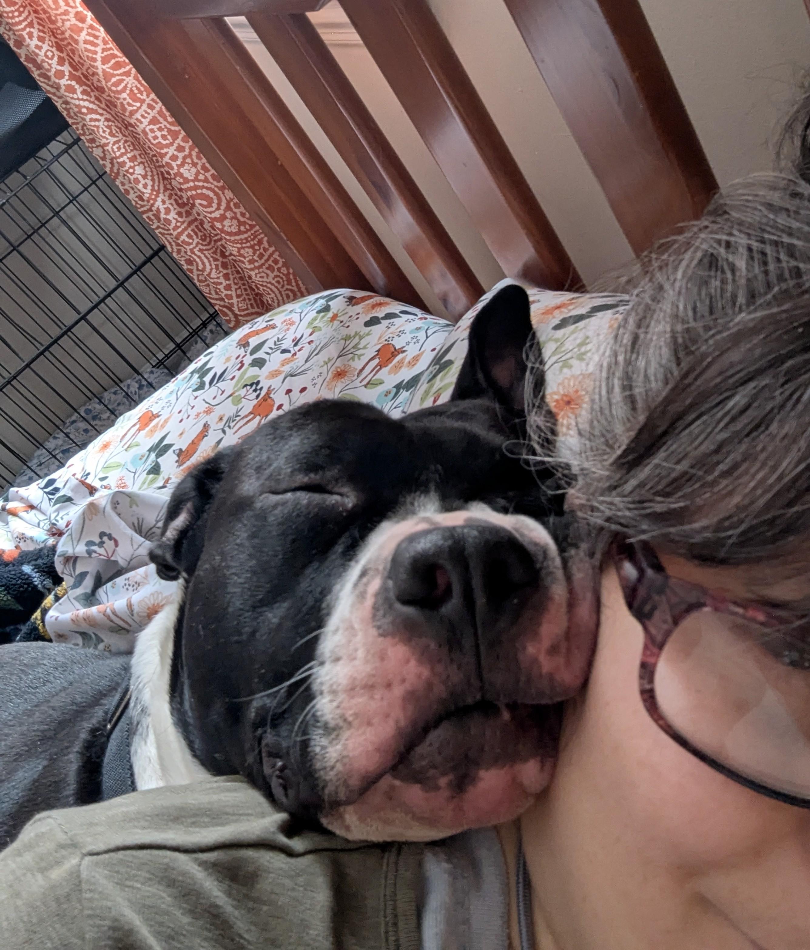 Enlarge Oreo - (NJ) Energetic Cuddlebug, a Adoptable Pit Bull Terrier in Clifton , NJ image 2/6