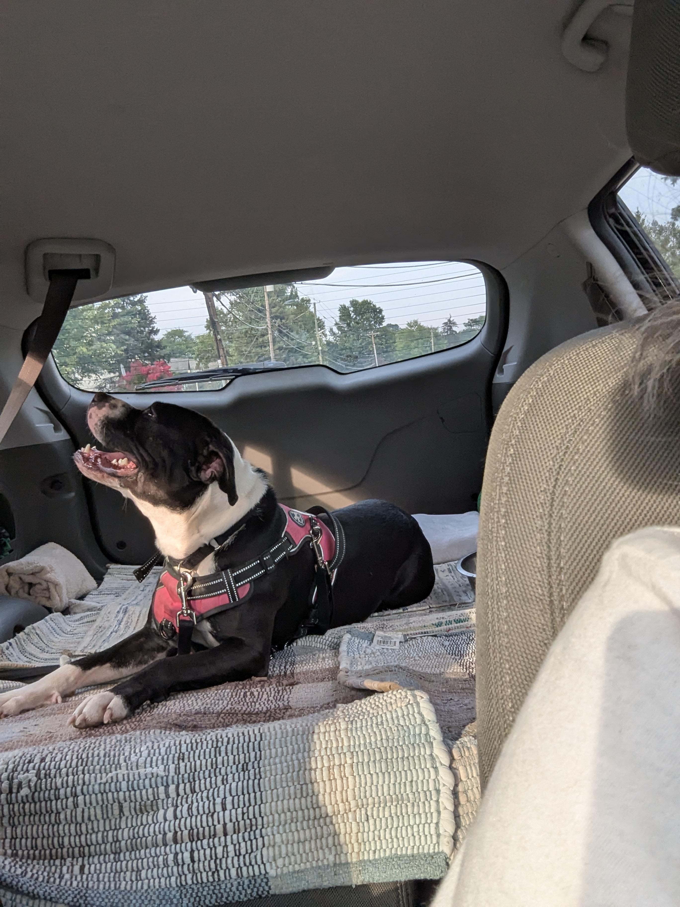 Enlarge Oreo - (NJ) Energetic Cuddlebug, a Adoptable Pit Bull Terrier in Clifton , NJ image 4/6