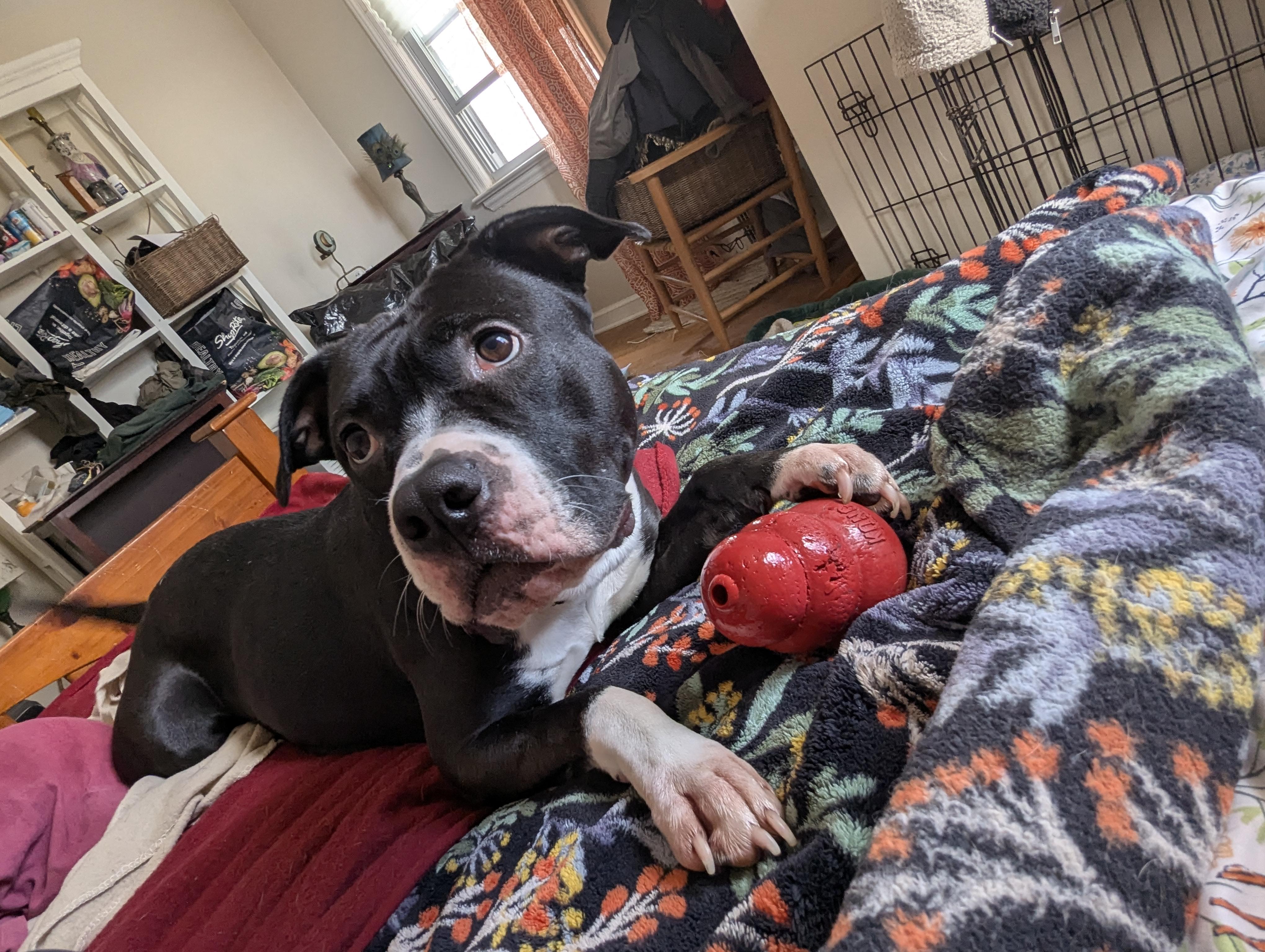 Enlarge Oreo - (NJ) Energetic Cuddlebug, a Adoptable Pit Bull Terrier in Clifton , NJ image 3/6