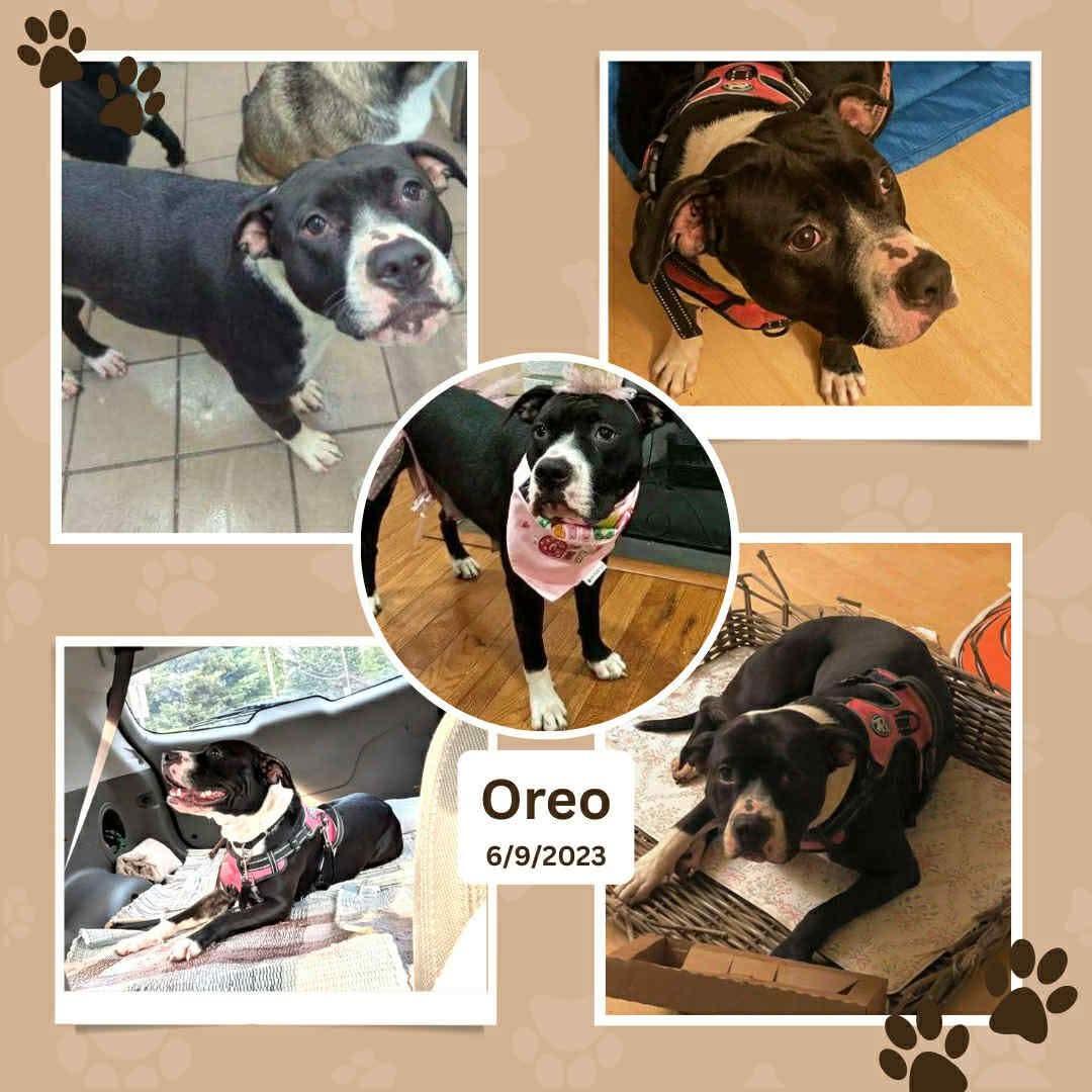 Enlarge Oreo - (NJ) Energetic Cuddlebug, a Adoptable Pit Bull Terrier in Clifton , NJ image 1/6