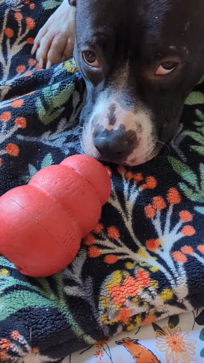 Enlarge Oreo - (NJ) Energetic Cuddlebug, a Adoptable Pit Bull Terrier in Clifton , NJ video 6/6