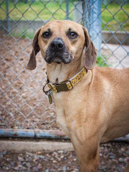 Lil Girl, ADOPTABLE, Young Female Mixed Breed.