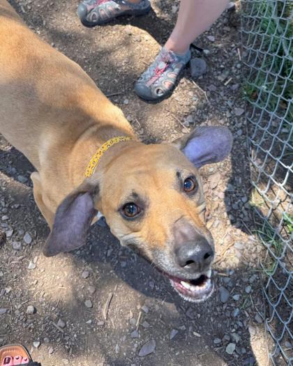 Lil Girl, a ADOPTABLE Mixed Breed in Missoula, MT image 2/2