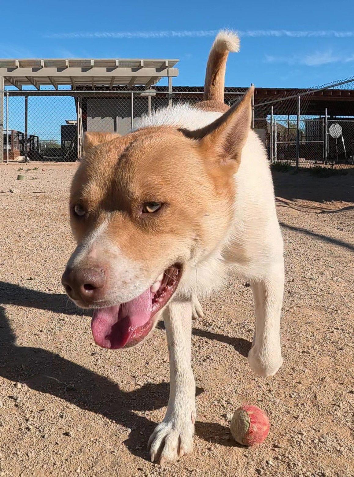 Kurt, Adoptable, Adult Male Shiba Inu.
