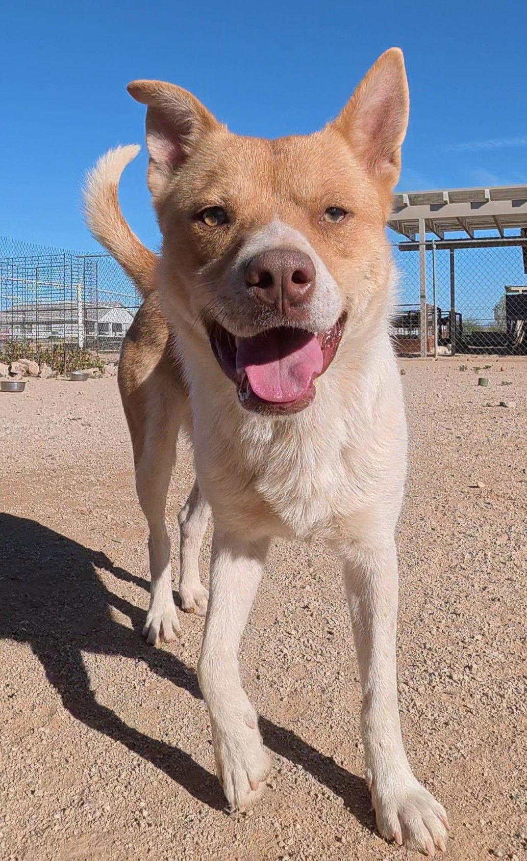 Enlarge Kurt, a Adoptable Shiba Inu in Queen Creek, AZ image 2/3