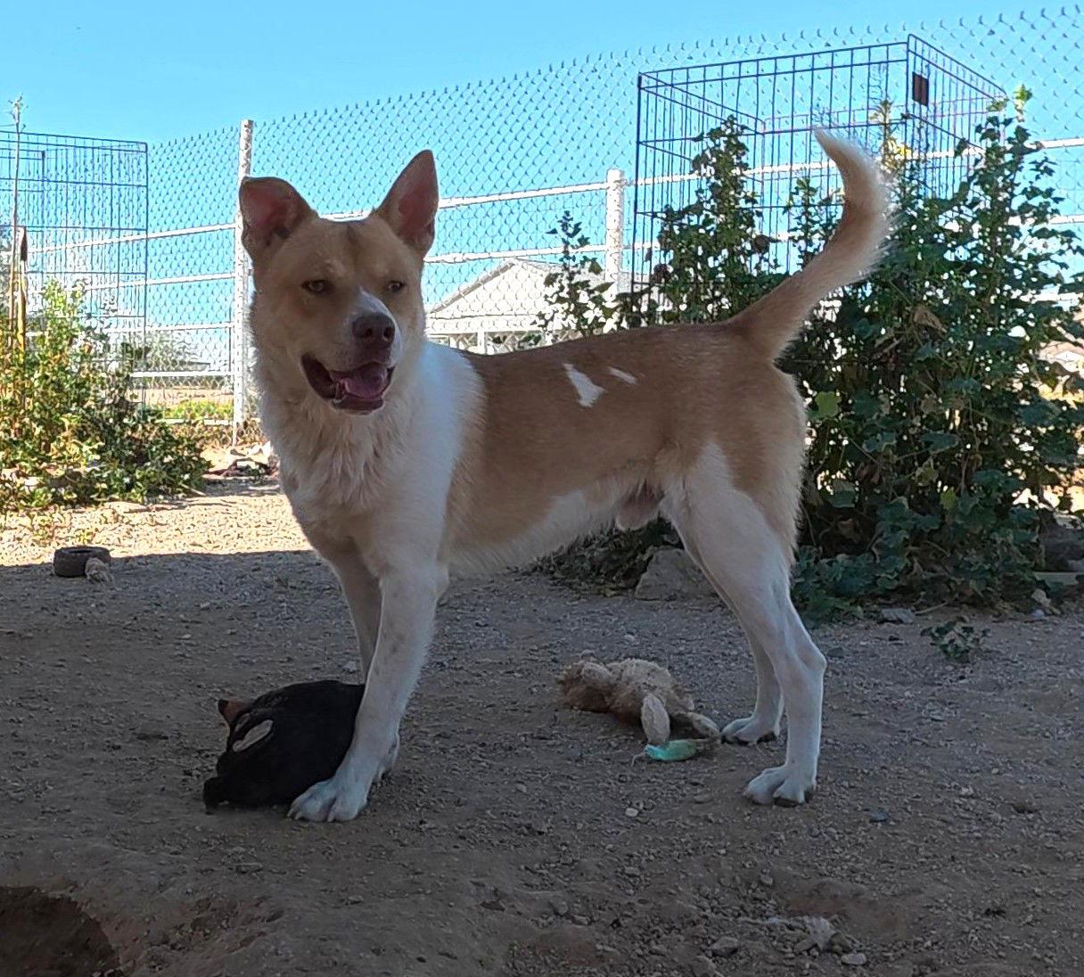 Enlarge Kurt, a Adoptable Shiba Inu in Queen Creek, AZ image 3/3