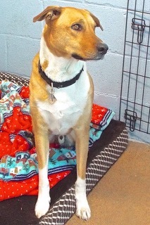 Larry--Available with Vet Care Support for Life!, a Adoptable mixed breed in Green Valley, AZ image 1/6