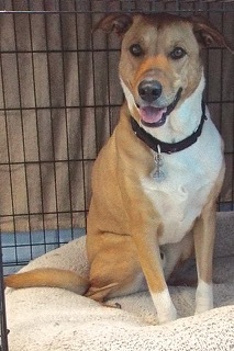Larry--Available with Vet Care Support for Life!, a Adoptable mixed breed in Green Valley, AZ image 2/6