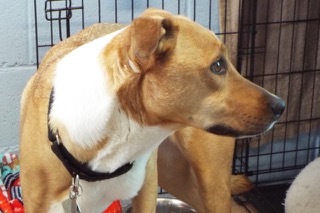 Larry--Available with Vet Care Support for Life!, a Adoptable mixed breed in Green Valley, AZ image 3/6