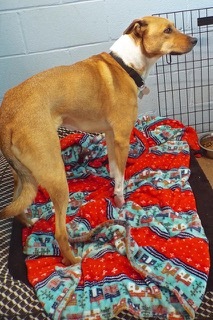 Larry--Available with Vet Care Support for Life!, a Adoptable mixed breed in Green Valley, AZ image 4/6