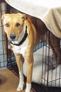 Larry--Available with Vet Care Support for Life!, a Adoptable mixed breed in Green Valley, AZ image 5/6