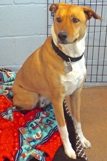 Larry--Available with Vet Care Support for Life!, a Adoptable mixed breed in Green Valley, AZ image 6/6