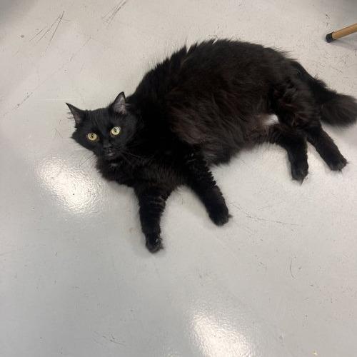 Nala, Adoptable, Senior Female Bombay.