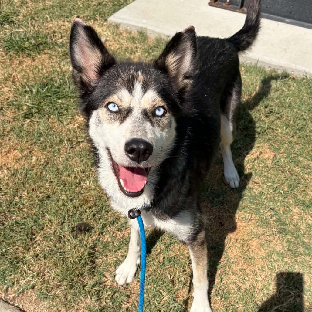 Sabrina, Adoptable, Adult Female Husky & Mixed Breed.