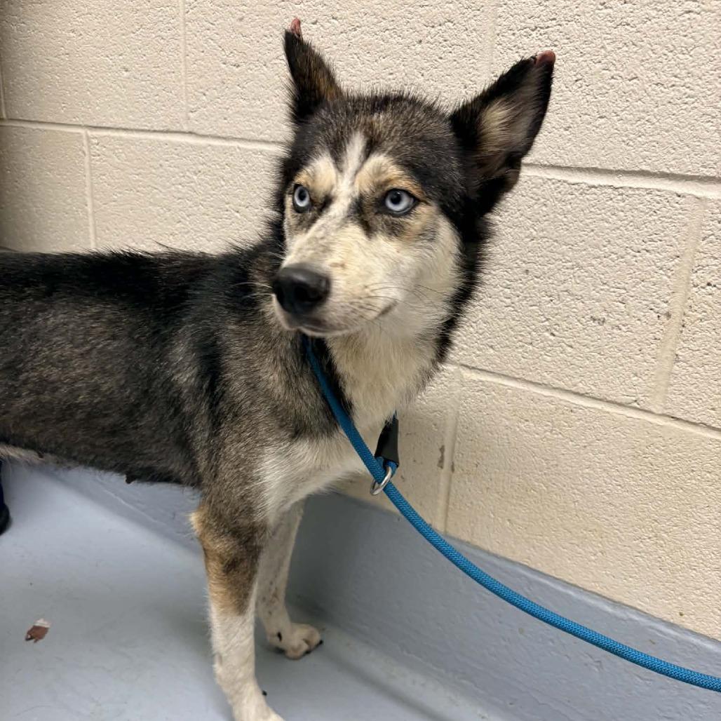 Enlarge Sabrina, a Adoptable mixed breed in Concord, NC image 2/6
