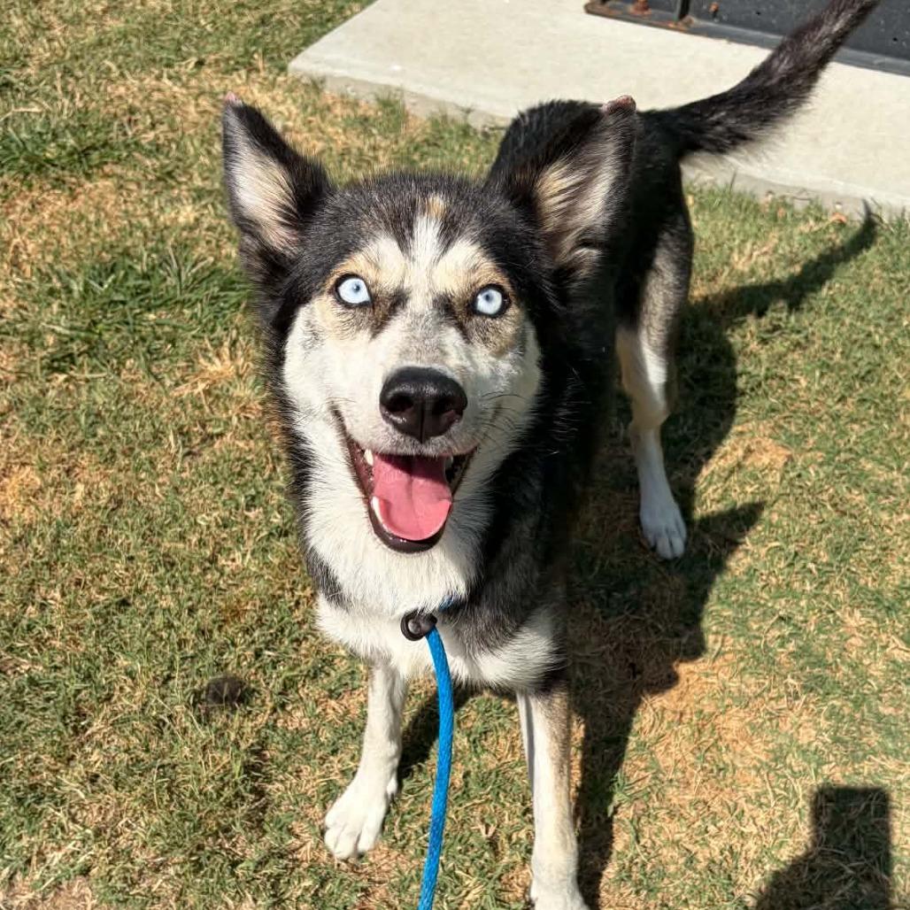 Enlarge Sabrina, a Adoptable mixed breed in Concord, NC image 3/6