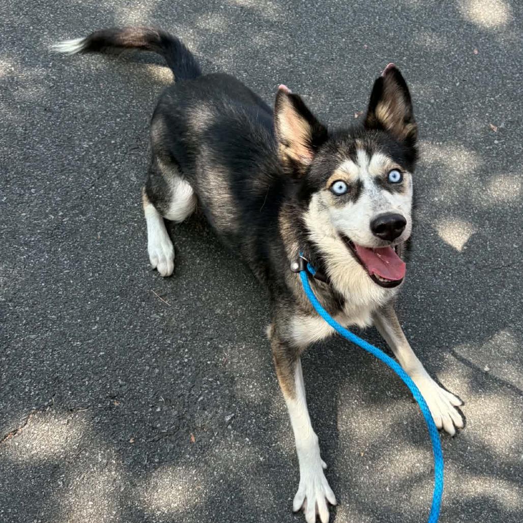 Enlarge Sabrina, a Adoptable mixed breed in Concord, NC image 5/6