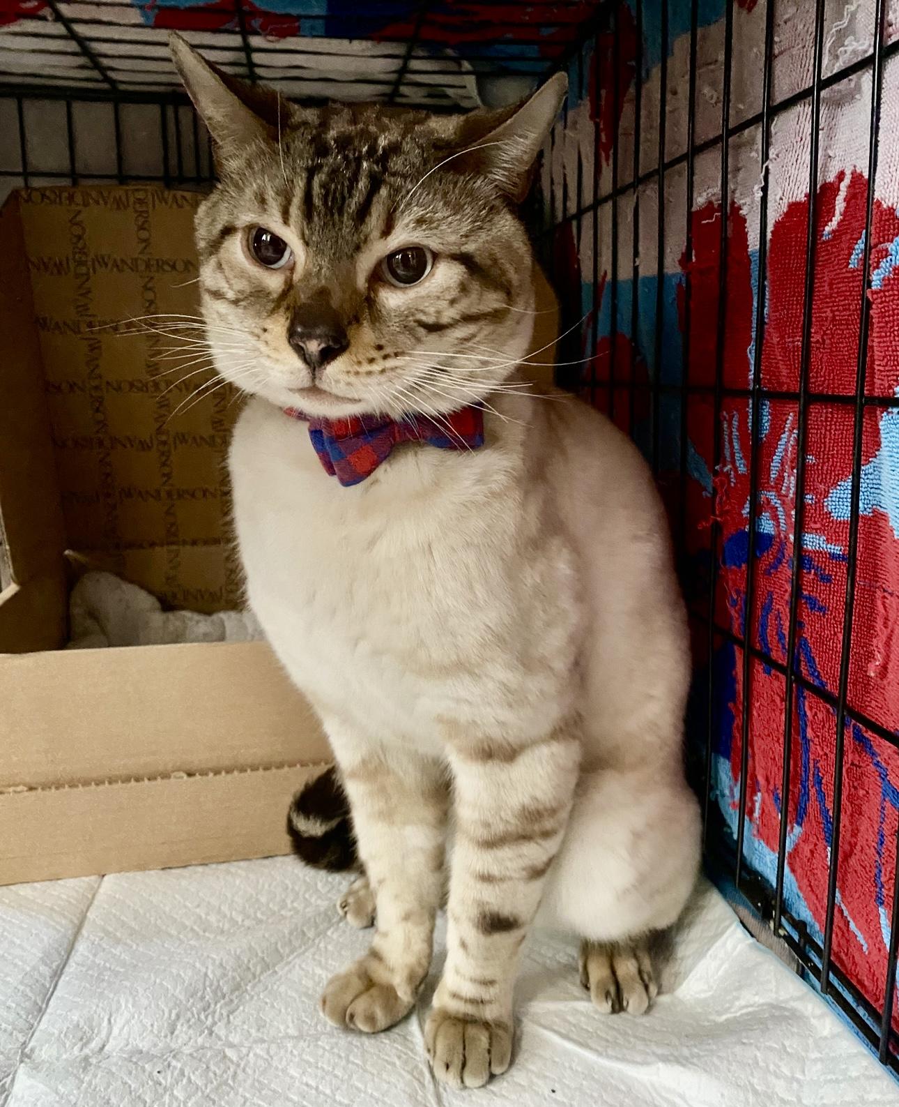 Sirius, Adult Male Domestic Short Hair