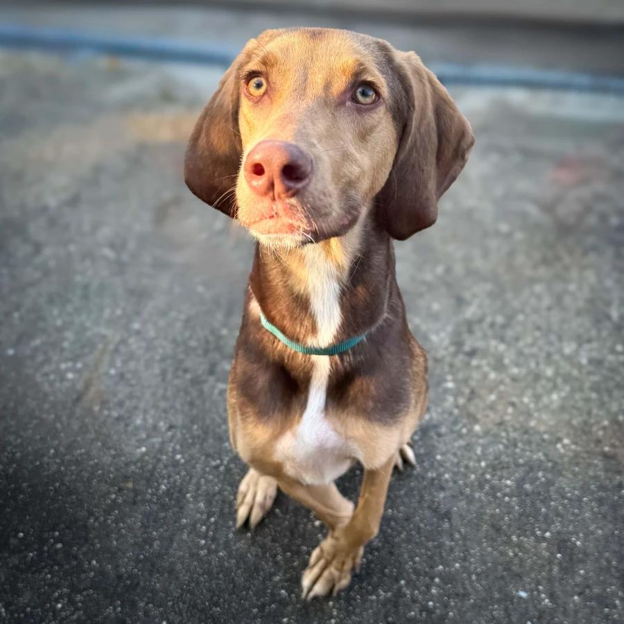 Enlarge Wolfy, a Adoptable mixed breed in Lindenhurst, NY image 2/3