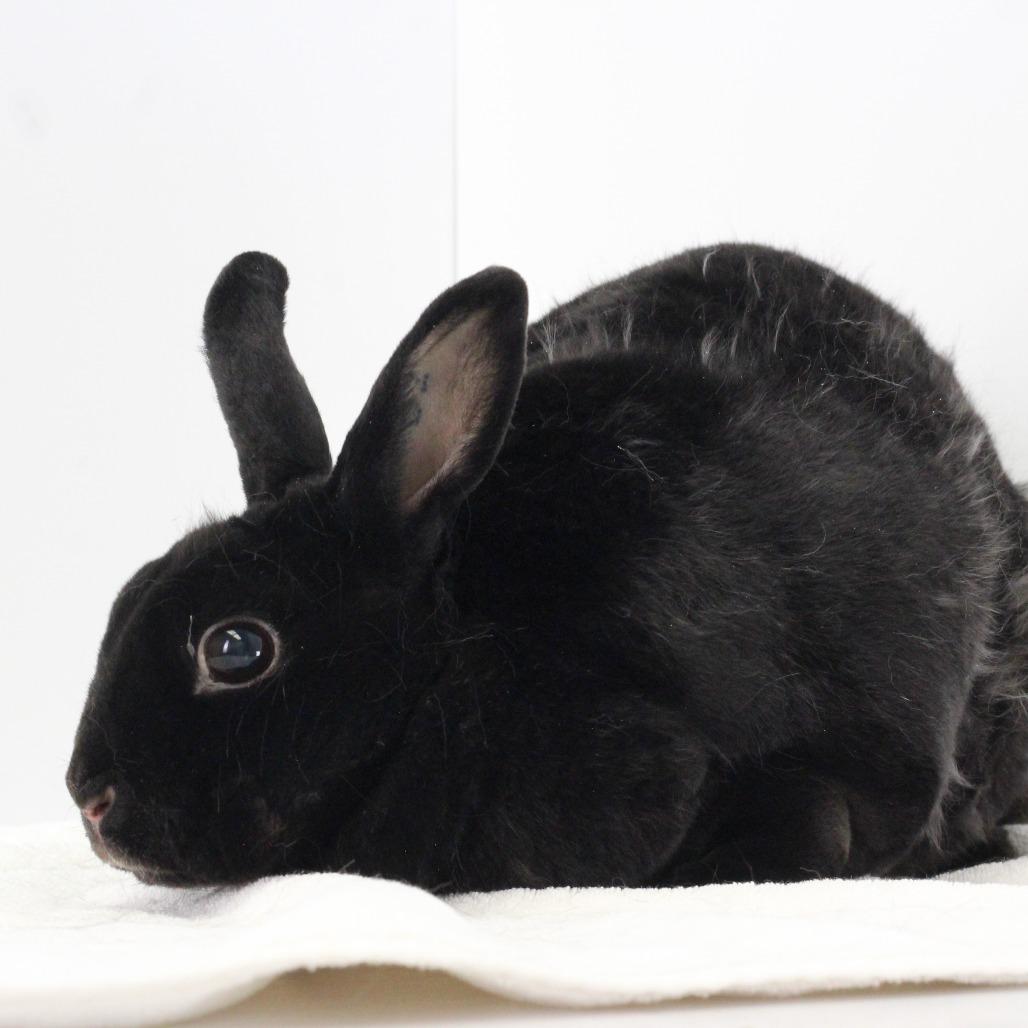 Ebony, Adoptable, Senior Female Mini Rex.