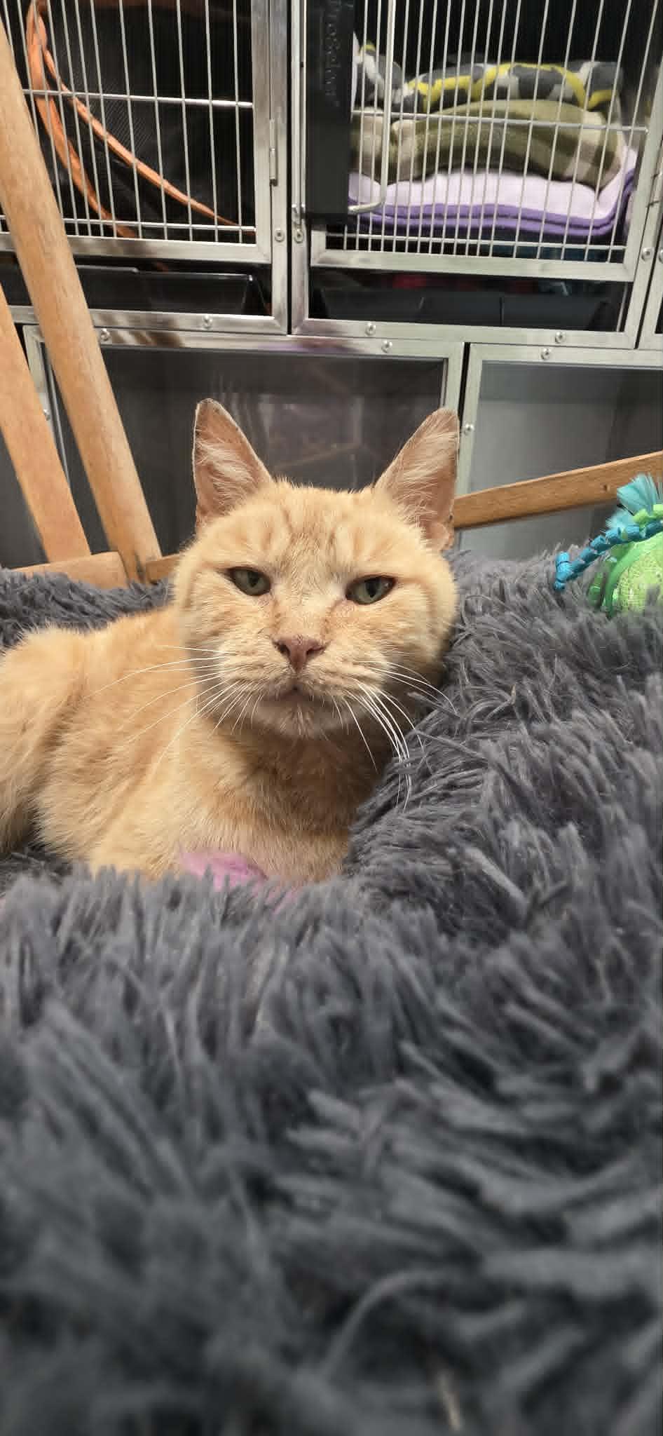 Peaches, ADOPTABLE, Young Female American Shorthair.