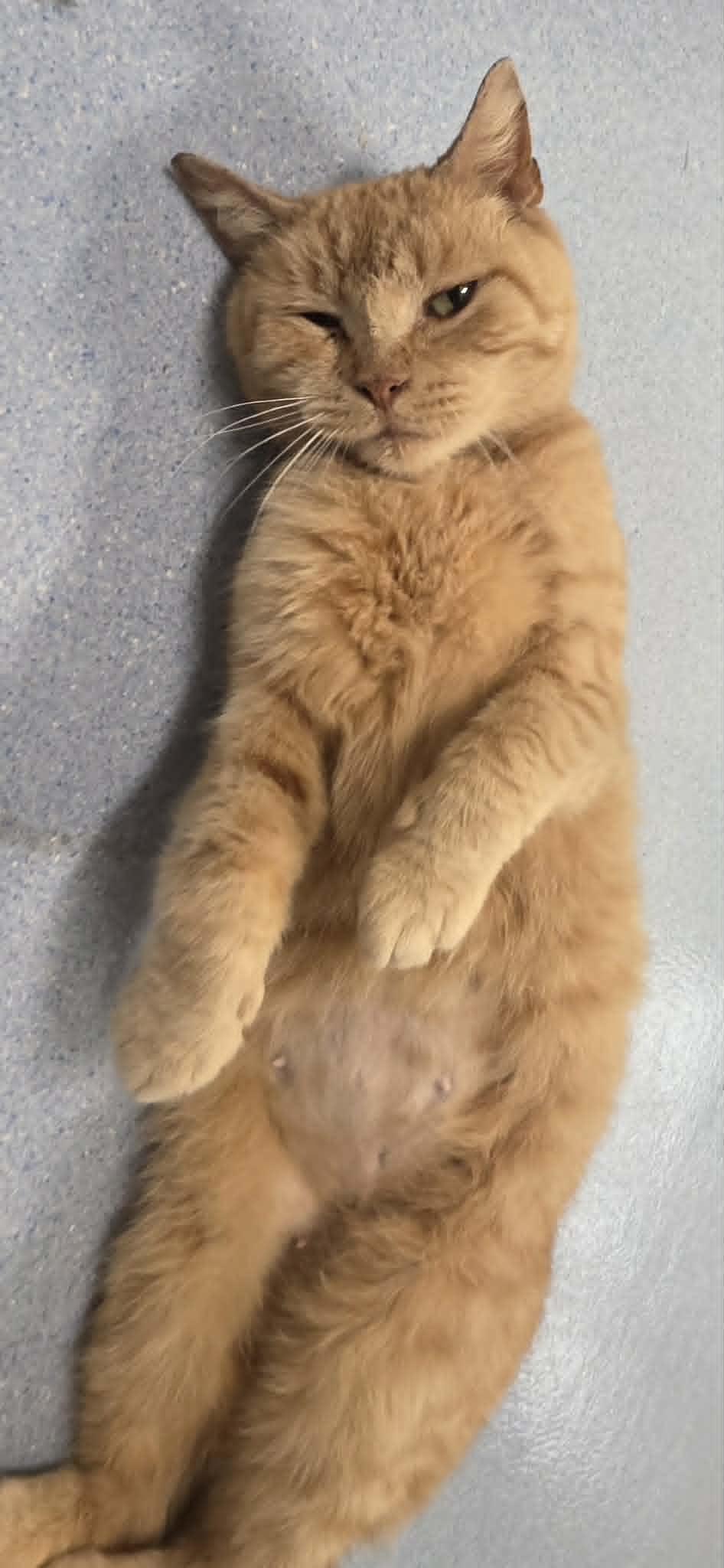 Enlarge Peaches, a ADOPTABLE American Shorthair in Quincy, MI image 2/2