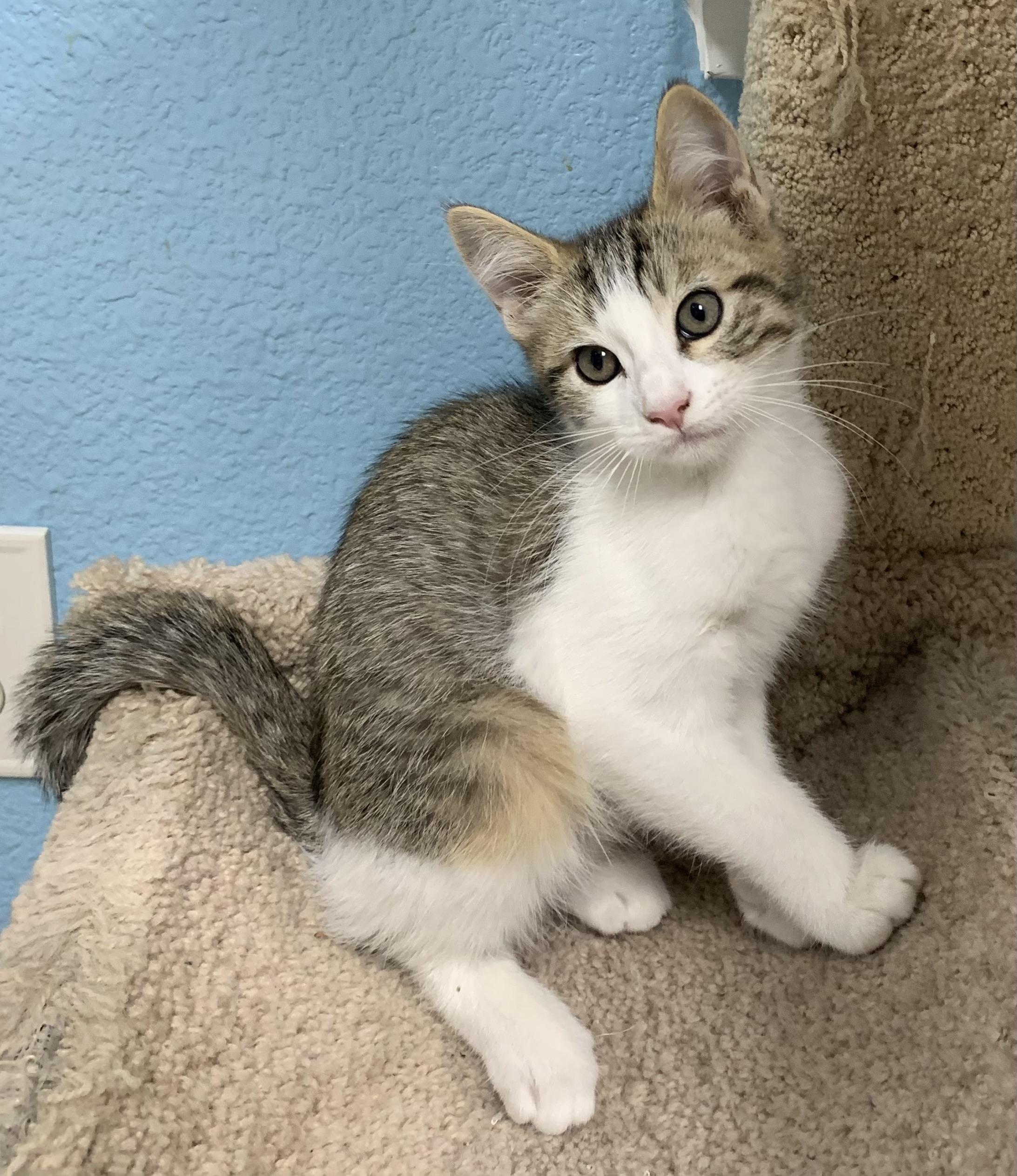 Nico, ADOPTABLE, Kitten Male Domestic Short Hair.