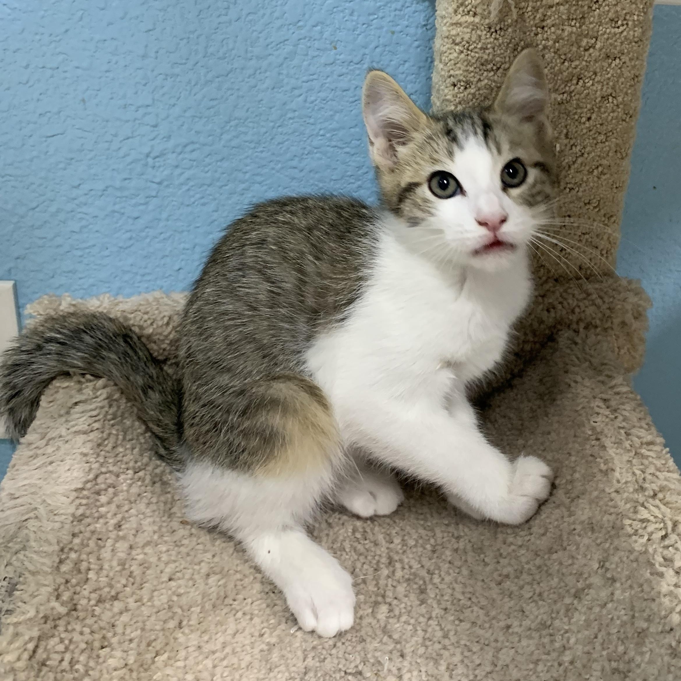 Enlarge Nico, a ADOPTABLE mixed breed in Hollister, CA image 2/4