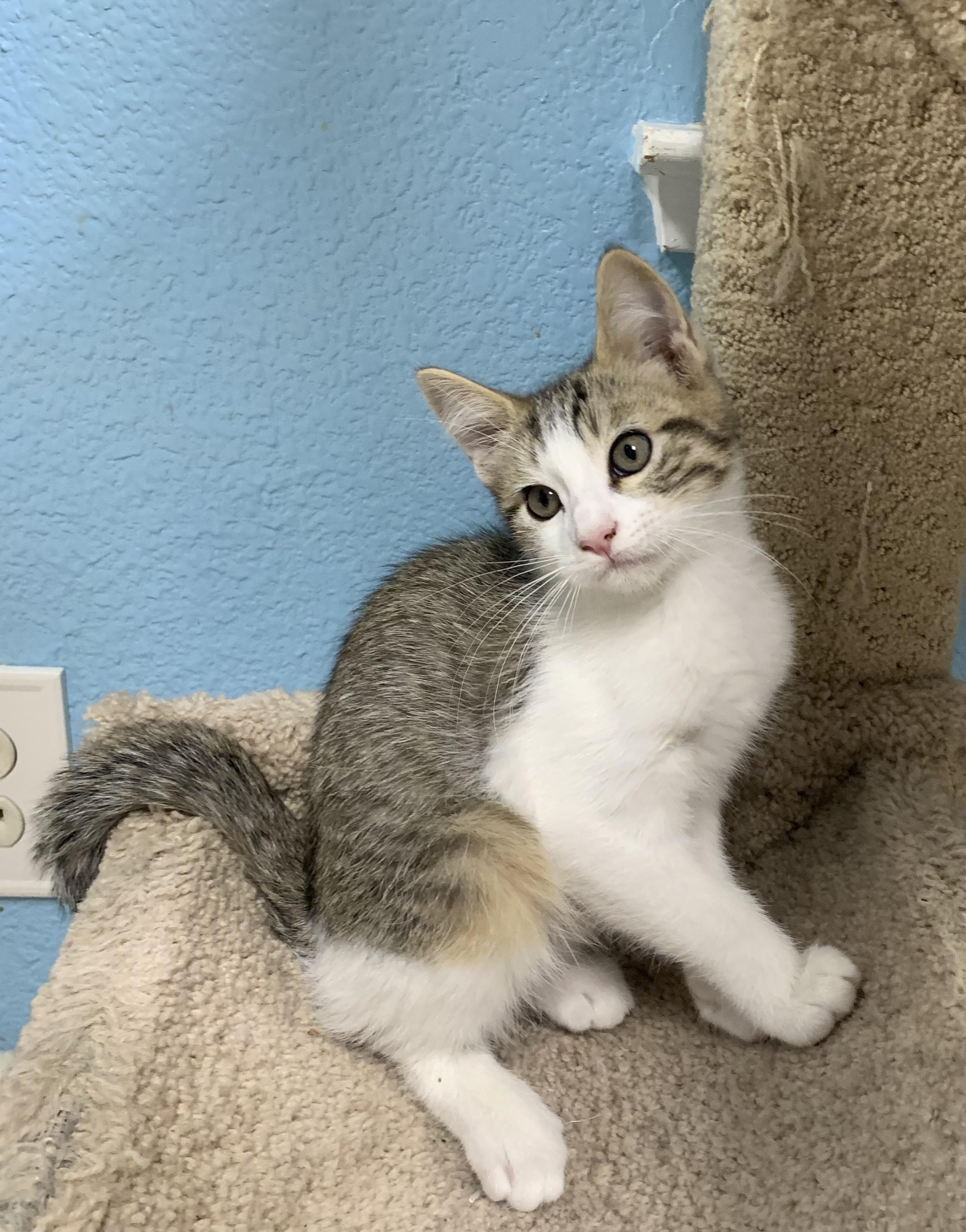 Enlarge Nico, a ADOPTABLE mixed breed in Hollister, CA image 4/4