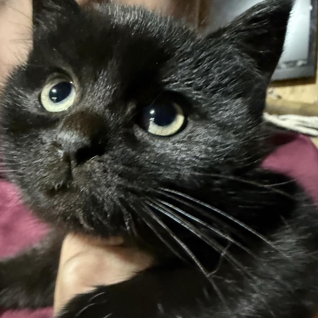 Roquette — thumbnail 3