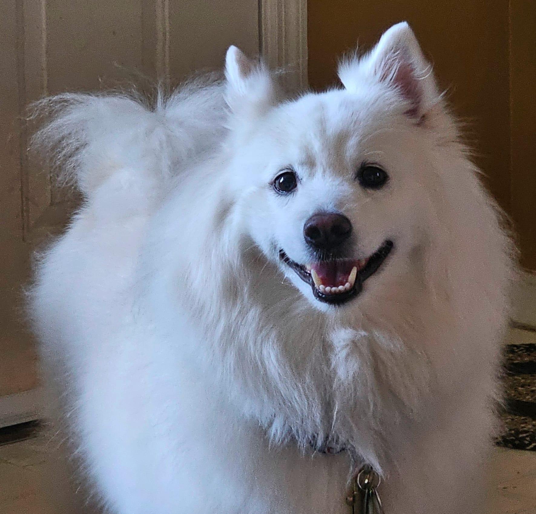 LEO