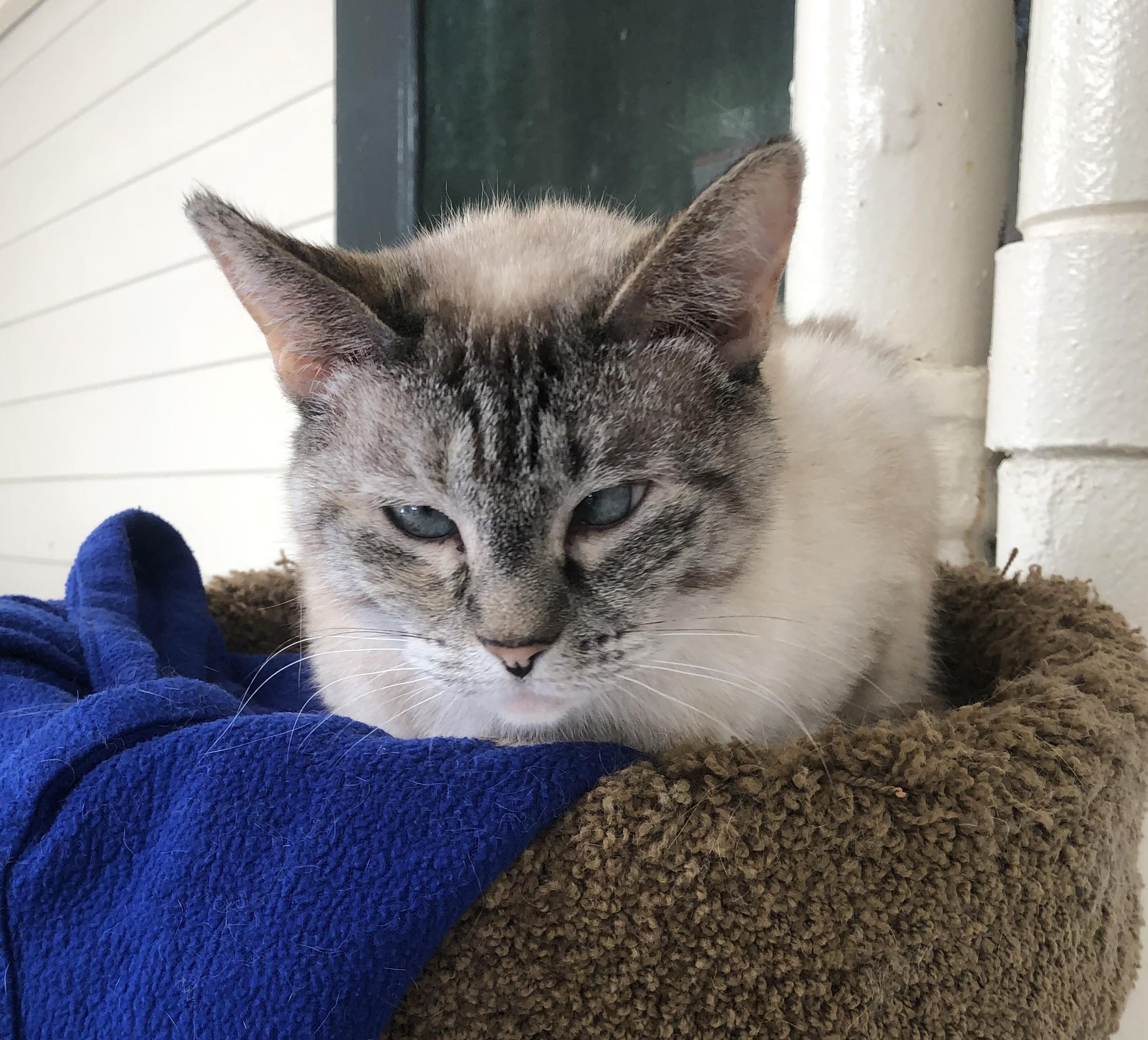 Lila, Adoptable, Adult Female Domestic Short Hair.