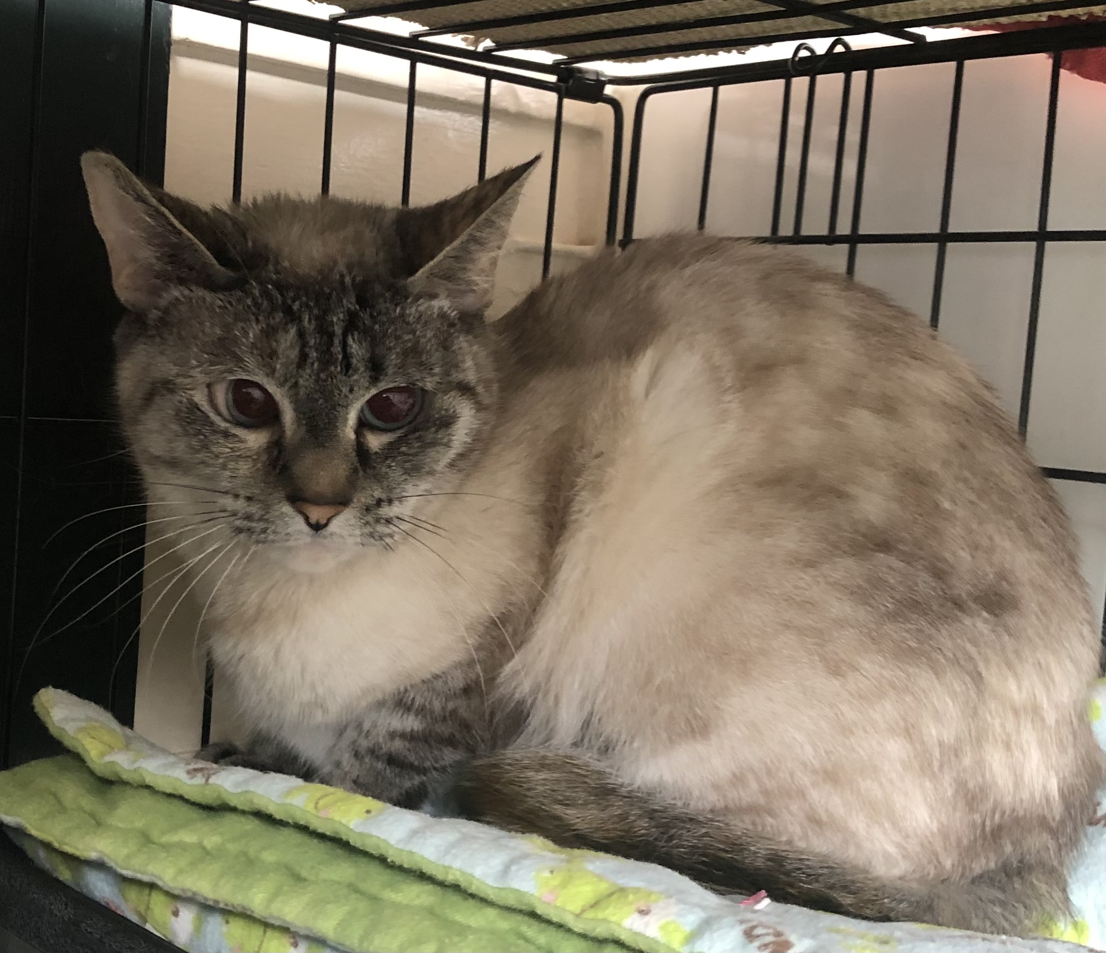 Enlarge Lila, a Adoptable Domestic Short Hair in Lompoc, CA image 2/2