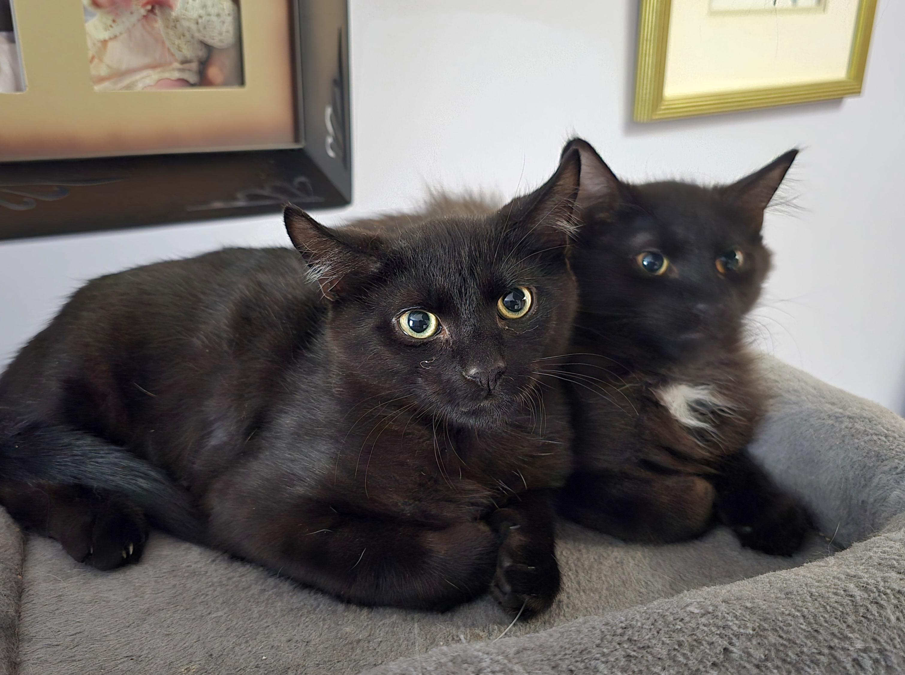 Jet [bonded with Onyx]