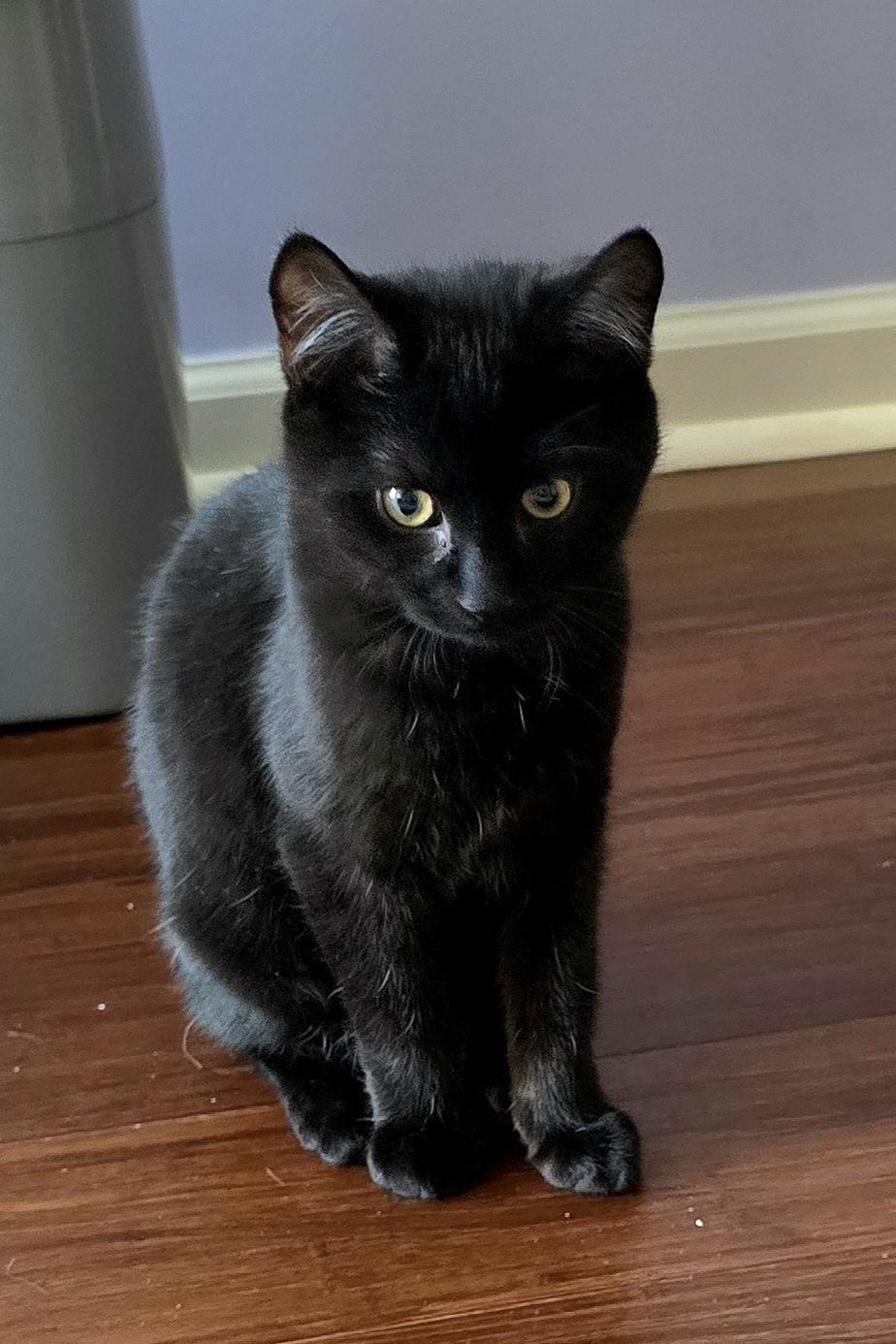 Jet [bonded with Onyx] — thumbnail 2