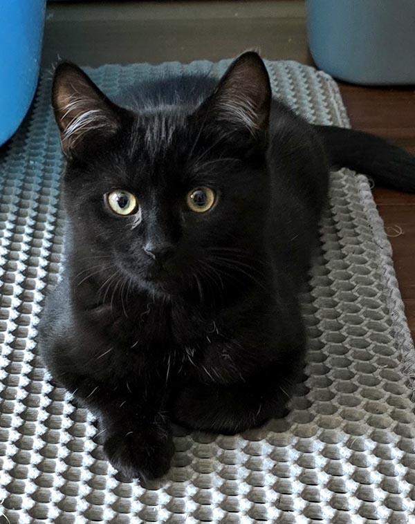 Jet [bonded with Onyx] — thumbnail 3