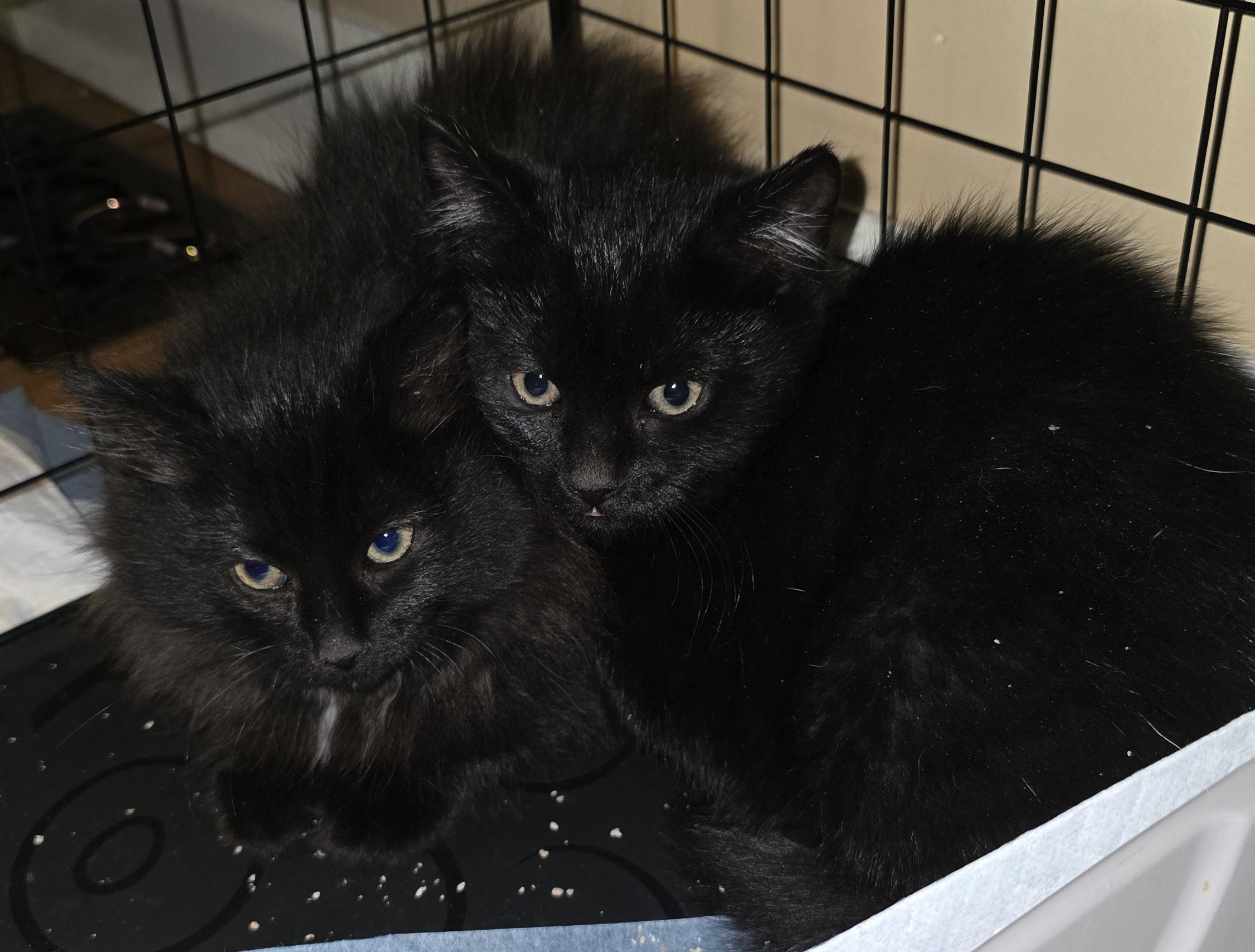 Jet [bonded with Onyx] — thumbnail 4