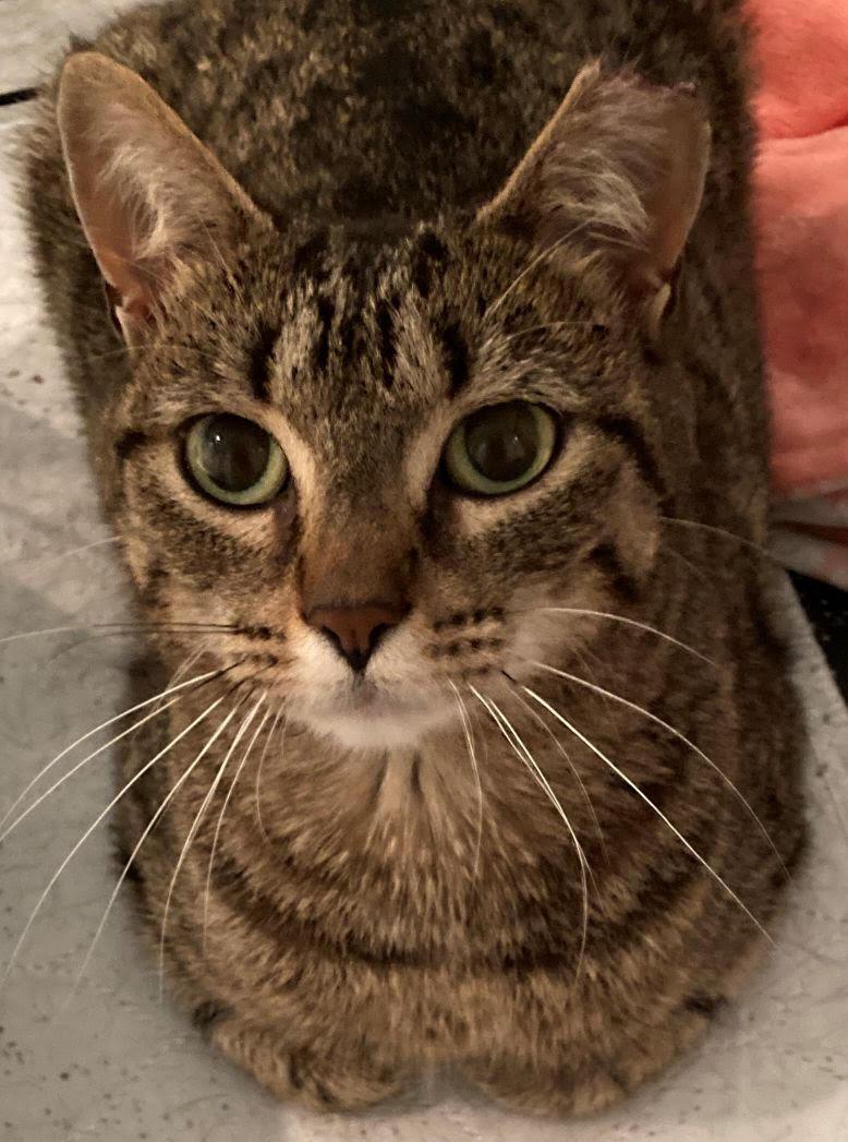 Caramel, ADOPTABLE, Adult Female Abyssinian & Tabby.