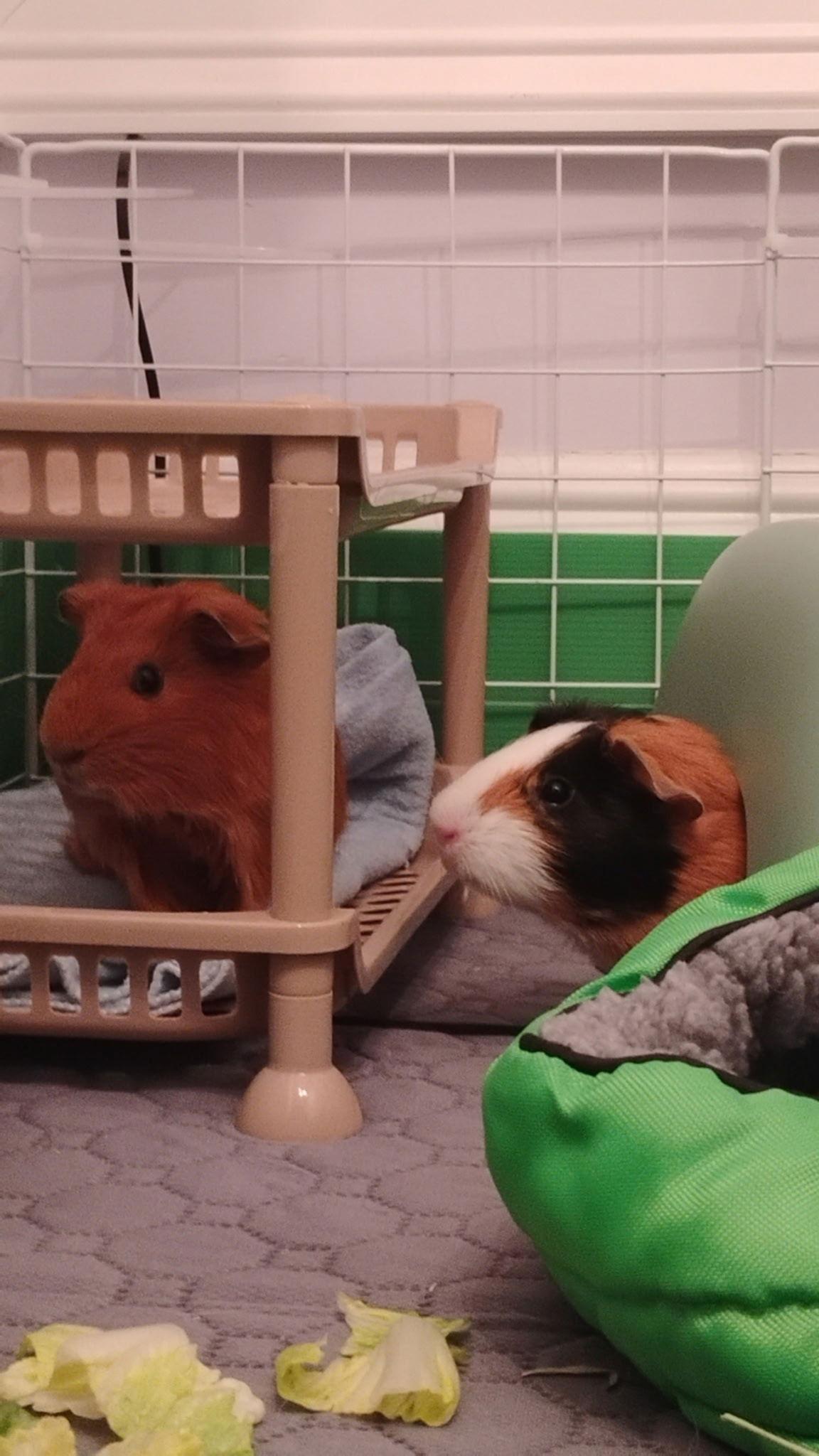 Enlarge Pixie & Poppy, a Adoptable Guinea Pig in Frederick, MD image 1/1
