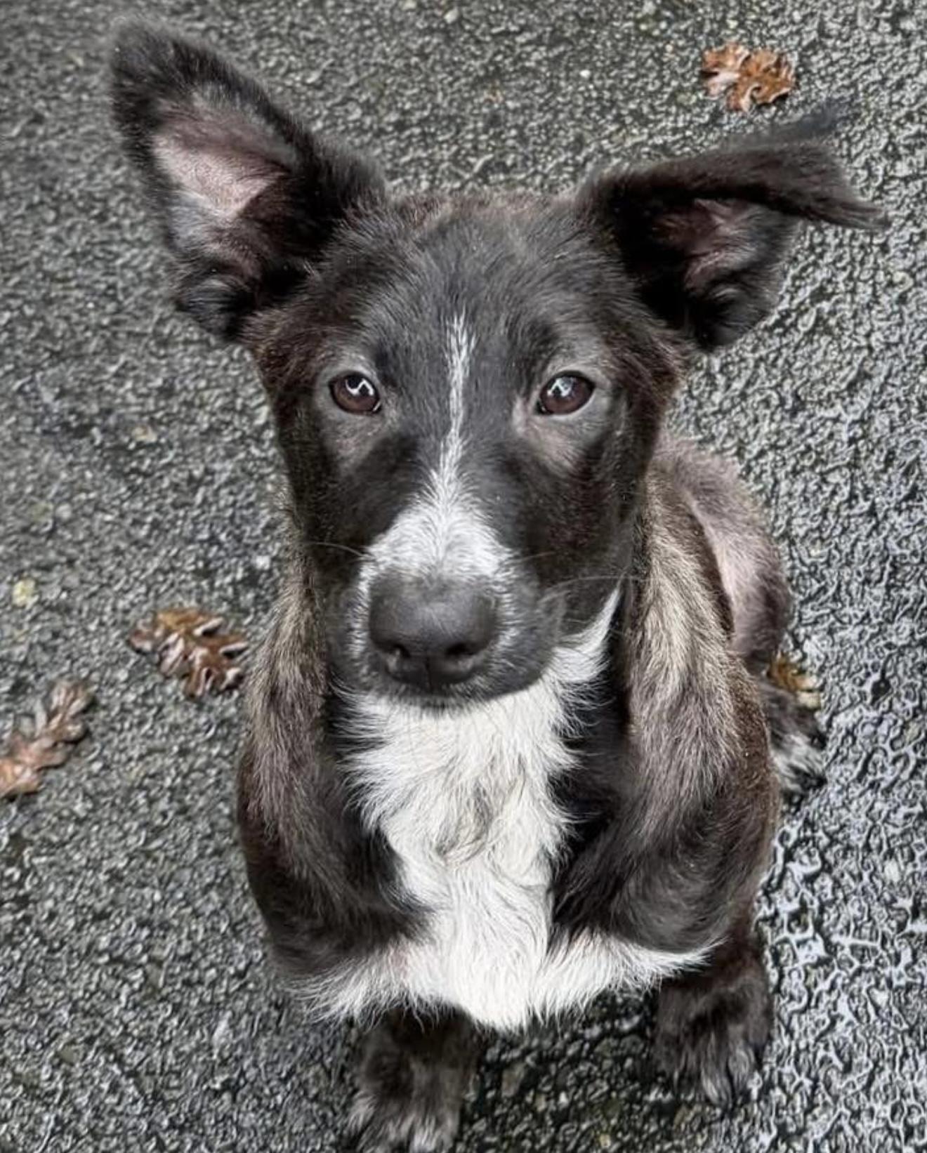 Enlarge Vera, a Adoptable mixed breed in Santa Rosa, CA image 1/1