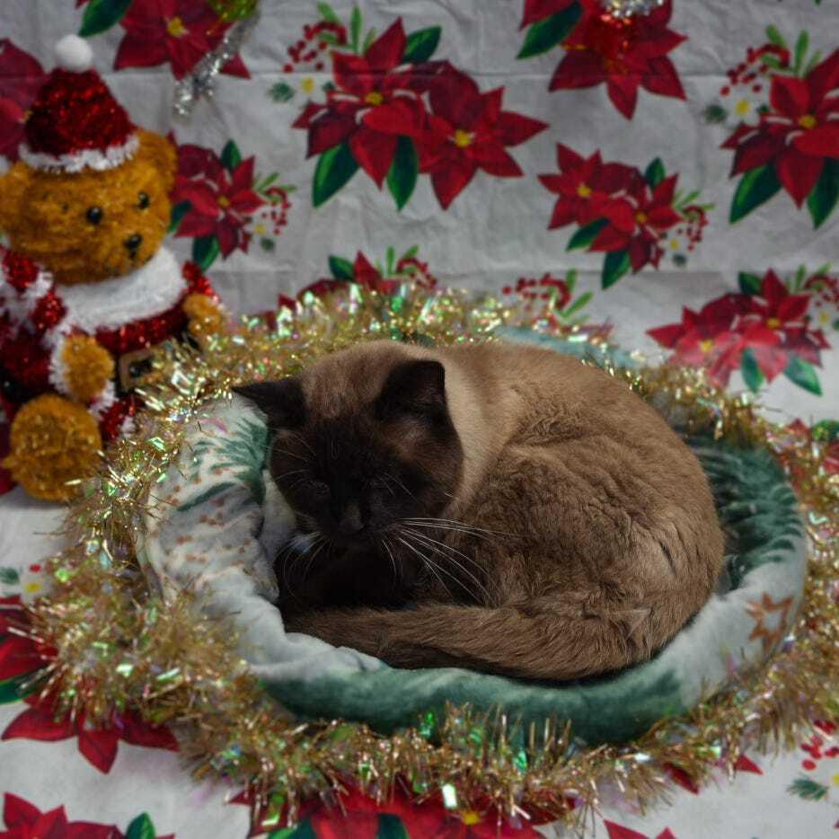 Sebastion thumbnail 2